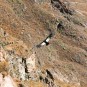 colca-canyon-canon-del-colca Photos