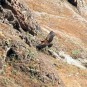 colca-canyon-canon-del-colca Photos