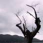 lantau Photos