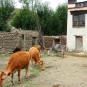 life-in-tibet Photos