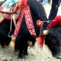 life-in-tibet Photos
