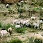 life-in-tibet Photos