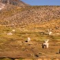 pampas Photos