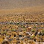 pampas Photos
