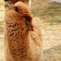 pampas Photos