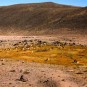 pampas Photos