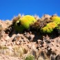 pampas Photos