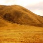 pampas Photos