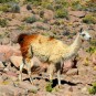 pampas Photos