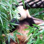 panda-giant-panda-and-red-panda Photos