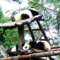 panda-giant-panda-and-red-panda Photos
