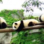 panda-giant-panda-and-red-panda Photos