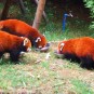 panda-giant-panda-and-red-panda Photos
