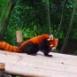 panda-giant-panda-and-red-panda Photos