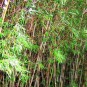 panda-giant-panda-and-red-panda Photos