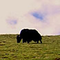 tibet-scenery Photos